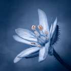 Blue Mood II Art Print