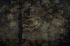 Dark Forest Art Print