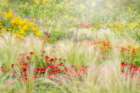 Summer Reverie Art Print