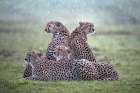 Cheetahs in the rain Art Print by Xavier Ortega
