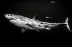 The great white shark Art Print