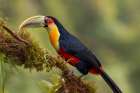 Red-Breasted Toucan Art Print