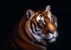 Tiger Art Print