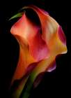 Tenderness Art Print