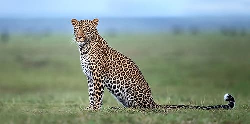 Looking for prey Animals Print