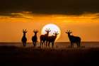 Topis at sunset Art Print