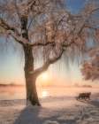 Cherry blossoms with snow Art Print