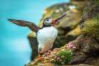 Magical puffins Art Print