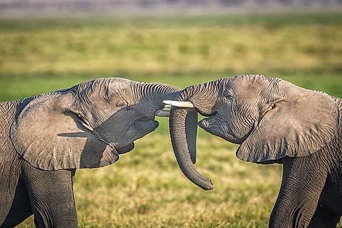 Trunk to Trunk... Games and Sports Print