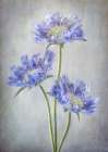 Scabiosa Art Print