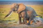Early morning contentment Art Print