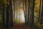 Autumn Colorful Forest Art Print