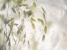 Grass Blades Art Print