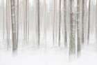 Winterforest In Sweden Art Print