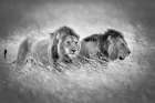 Emerging from the savanna #1 Art Print