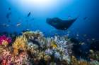 Manta Reef On The Reef Art Print