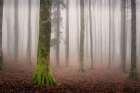 La foresta incantata Art Print