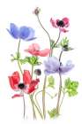 Anemone De Caen Art Print
