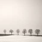 Tree Line Art Print