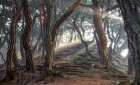 Sacred pine forest Art Print