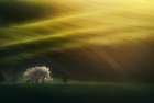 Last rays Art Print