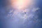 In The Pale Light Art Print