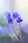 Memories Of A Spring II Art Print
