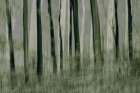 Trees In Motion Art Print