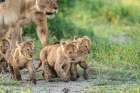 Kittens on the March Art Print