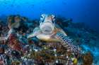 Face To Face With A Green Turtle Art Print