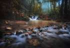 Borneo Rainforest Art Print