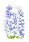 Delphinium Art Print