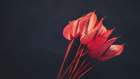 red flowers Art Print