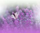 Queen Of Flowers..II Art Print by Nan