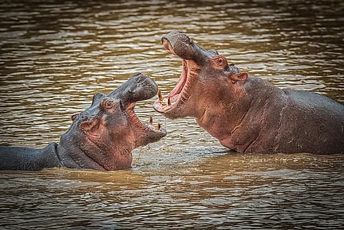 The Great Debate Animals Print