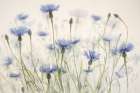 Cornflowers Art Print