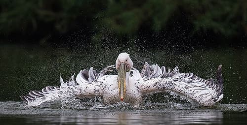 Pelican Art Print