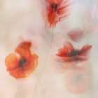 Painted Poppies Art Print