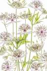 .Astrantia. Art Print
