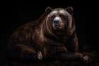 Bear Portrait Art Print