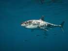 Great white sgark Art Print