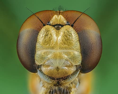 Dragonfly Art Print by Riyad_Hamzi
