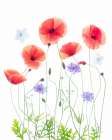 Poppy Garden Art Print
