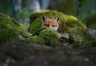 Curious Fox Art Print by Christian Lindsten
