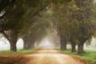 Misty forest Art Print