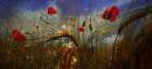 Field Poppy Art Print
