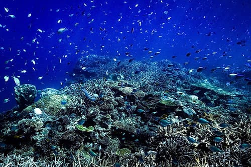 The reef Art Print
