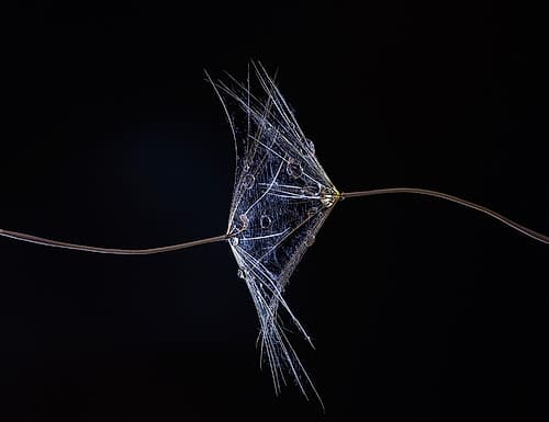 Une dAclicate Actreinte Art Print by Thierry Lagandre