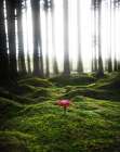 Red Mushroom In The Green Forest Art Print