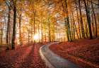 Road In Sapderaysen Nationalpark-Sweden Art Print